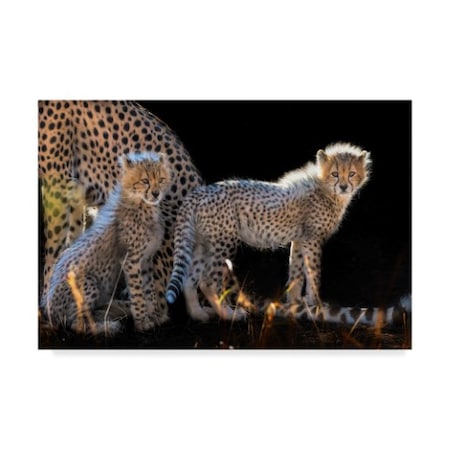 Jun Zuo 'Baby Cheetahs' Canvas Art,30x47